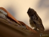 Filename=018_fotowilga~53.JPG
Filesize=228KB
Dimensions=700x525
Date added=Jun 10, 2019 018_fotowilga~53.JPG