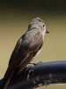 Filename=018_fotowilga~54.JPG
Filesize=230KB
Dimensions=525x700
Date added=Jul 16, 2019 018_fotowilga~54.JPG