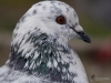 Filename=018_fotowilga~56.JPG
Filesize=263KB
Dimensions=700x525
Date added=Nov 01, 2019 018_fotowilga~56.JPG
