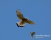 Filename=0191_fotowilga~28.JPG
Filesize=46KB
Dimensions=600x480
Date added=Oct 28, 2016 0191_fotowilga~28.JPG