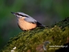 Filename=0192_fotowilga~34.JPG
Filesize=82KB
Dimensions=640x480
Date added=Mar 19, 2017 0192_fotowilga~34.JPG