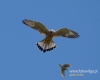 Filename=0193_fotowilga~20.JPG
Filesize=49KB
Dimensions=600x480
Date added=Jan 30, 2017 0193_fotowilga~20.JPG