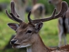 Filename=0193_fotowilga~41.JPG
Filesize=263KB
Dimensions=700x525
Date added=Aug 15, 2018 0193_fotowilga~41.JPG