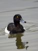 Filename=0194_fotowilga.JPG
Filesize=205KB
Dimensions=525x700
Date added=Nov 18, 2018 0194_fotowilga.JPG