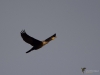 Filename=0194_fotowilga~0.JPG
Filesize=188KB
Dimensions=700x525
Date added=Dec 01, 2019 0194_fotowilga~0.JPG