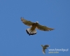Filename=0194_fotowilga~39.JPG
Filesize=45KB
Dimensions=600x480
Date added=Jun 23, 2017 0194_fotowilga~39.JPG