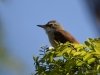 Filename=0195_fotowilga~53.JPG
Filesize=250KB
Dimensions=700x525
Date added=Jun 10, 2019 0195_fotowilga~53.JPG