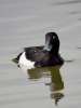 Filename=0196_fotowilga.JPG
Filesize=189KB
Dimensions=525x700
Date added=Nov 18, 2018 0196_fotowilga.JPG