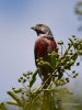 Filename=0196_fotowilga~0.JPG
Filesize=250KB
Dimensions=525x700
Date added=Jul 08, 2019 0196_fotowilga~0.JPG