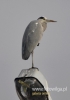 Filename=0198_fotowilga~21.JPG
Filesize=46KB
Dimensions=339x480
Date added=Jan 15, 2016 0198_fotowilga~21.JPG