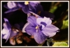 Filename=019_fotowilga~0.JPG
Filesize=115KB
Dimensions=720x492
Date added=Mar 17, 2013 019_fotowilga~0.JPG