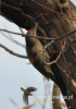 Filename=019_fotowilga~18.JPG
Filesize=75KB
Dimensions=339x480
Date added=Jan 07, 2016 019_fotowilga~18.JPG