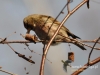 Filename=019_fotowilga~22.JPG
Filesize=93KB
Dimensions=640x480
Date added=Apr 18, 2016 019_fotowilga~22.JPG