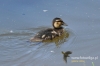 Filename=019_fotowilga~28.JPG
Filesize=86KB
Dimensions=640x427
Date added=Jan 12, 2017 019_fotowilga~28.JPG