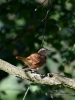Filename=019_fotowilga~37.JPG
Filesize=245KB
Dimensions=525x700
Date added=Jul 31, 2017 019_fotowilga~37.JPG