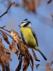 Filename=019_fotowilga~43.JPG
Filesize=247KB
Dimensions=525x700
Date added=Dec 08, 2017 019_fotowilga~43.JPG