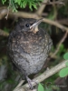 Filename=019_fotowilga~50.JPG
Filesize=278KB
Dimensions=525x700
Date added=May 31, 2018 019_fotowilga~50.JPG