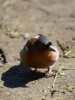 Filename=019_fotowilga~54.JPG
Filesize=240KB
Dimensions=525x700
Date added=Sep 03, 2018 019_fotowilga~54.JPG