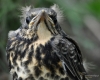 Filename=019_fotowilga~55.JPG
Filesize=298KB
Dimensions=700x560
Date added=Nov 25, 2018 019_fotowilga~55.JPG