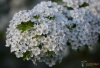 Filename=019_fotowilga~57.JPG
Filesize=243KB
Dimensions=700x479
Date added=Feb 03, 2019 019_fotowilga~57.JPG