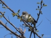Filename=019_fotowilga~62.JPG
Filesize=246KB
Dimensions=700x525
Date added=Apr 04, 2019 019_fotowilga~62.JPG