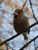 Filename=019_fotowilga~64.JPG
Filesize=237KB
Dimensions=525x700
Date added=Nov 20, 2019 019_fotowilga~64.JPG