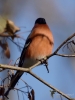 Filename=0201_fotowilga~56.JPG
Filesize=237KB
Dimensions=525x700
Date added=Nov 01, 2019 0201_fotowilga~56.JPG