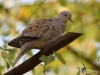 Filename=0204_fotowilga~51.JPG
Filesize=248KB
Dimensions=700x525
Date added=Feb 11, 2019 0204_fotowilga~51.JPG