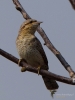 Filename=0205_fotowilga.JPG
Filesize=216KB
Dimensions=525x700
Date added=Apr 10, 2019 0205_fotowilga.JPG