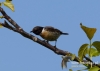 Filename=020_fotowilga~24.JPG
Filesize=64KB
Dimensions=640x457
Date added=Jul 09, 2016 020_fotowilga~24.JPG