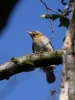 Filename=020_fotowilga~39.JPG
Filesize=225KB
Dimensions=525x700
Date added=Oct 31, 2018 020_fotowilga~39.JPG