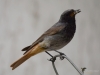 Filename=020_fotowilga~42.JPG
Filesize=189KB
Dimensions=700x525
Date added=Feb 10, 2018 020_fotowilga~42.JPG