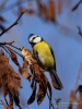 Filename=020_fotowilga~44.JPG
Filesize=240KB
Dimensions=525x700
Date added=Mar 13, 2018 020_fotowilga~44.JPG