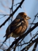 Filename=020_fotowilga~47.JPG
Filesize=241KB
Dimensions=525x700
Date added=Apr 25, 2018 020_fotowilga~47.JPG