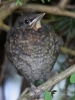 Filename=020_fotowilga~49.JPG
Filesize=282KB
Dimensions=525x700
Date added=Oct 25, 2018 020_fotowilga~49.JPG