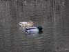 Filename=020_fotowilga~51.JPG
Filesize=277KB
Dimensions=700x525
Date added=Jan 05, 2019 020_fotowilga~51.JPG