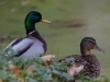 Filename=020_fotowilga~52.JPG
Filesize=239KB
Dimensions=700x525
Date added=Jan 23, 2019 020_fotowilga~52.JPG