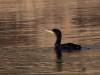 Filename=020_fotowilga~54.JPG
Filesize=298KB
Dimensions=700x525
Date added=Mar 16, 2019 020_fotowilga~54.JPG