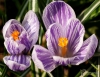 Filename=020_fotowilga~57.JPG
Filesize=319KB
Dimensions=700x544
Date added=Jul 06, 2019 020_fotowilga~57.JPG