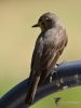 Filename=020_fotowilga~58.JPG
Filesize=222KB
Dimensions=525x700
Date added=Jul 17, 2019 020_fotowilga~58.JPG