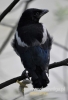 Filename=0213_fotowilga~18.JPG
Filesize=63KB
Dimensions=328x480
Date added=Jan 10, 2016 0213_fotowilga~18.JPG