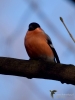 Filename=0219_fotowilga~48.JPG
Filesize=204KB
Dimensions=525x700
Date added=Dec 05, 2018 0219_fotowilga~48.JPG