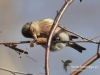 Filename=021_fotowilga~21.JPG
Filesize=84KB
Dimensions=640x480
Date added=Feb 09, 2016 021_fotowilga~21.JPG