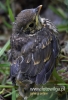 Filename=021_fotowilga~28.JPG
Filesize=65KB
Dimensions=328x480
Date added=Jul 24, 2016 021_fotowilga~28.JPG