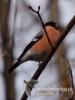 Filename=021_fotowilga~30.JPG
Filesize=49KB
Dimensions=360x480
Date added=Dec 08, 2016 021_fotowilga~30.JPG