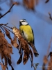 Filename=021_fotowilga~46.JPG
Filesize=240KB
Dimensions=525x700
Date added=Dec 08, 2017 021_fotowilga~46.JPG