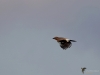 Filename=021_fotowilga~49.JPG
Filesize=183KB
Dimensions=700x525
Date added=Jan 06, 2018 021_fotowilga~49.JPG