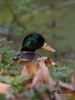 Filename=021_fotowilga~56.JPG
Filesize=237KB
Dimensions=525x700
Date added=Nov 08, 2018 021_fotowilga~56.JPG