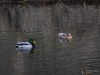 Filename=021_fotowilga~59.JPG
Filesize=287KB
Dimensions=700x525
Date added=Jan 22, 2019 021_fotowilga~59.JPG