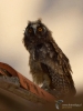 Filename=021_fotowilga~64.JPG
Filesize=238KB
Dimensions=525x700
Date added=Jun 10, 2019 021_fotowilga~64.JPG